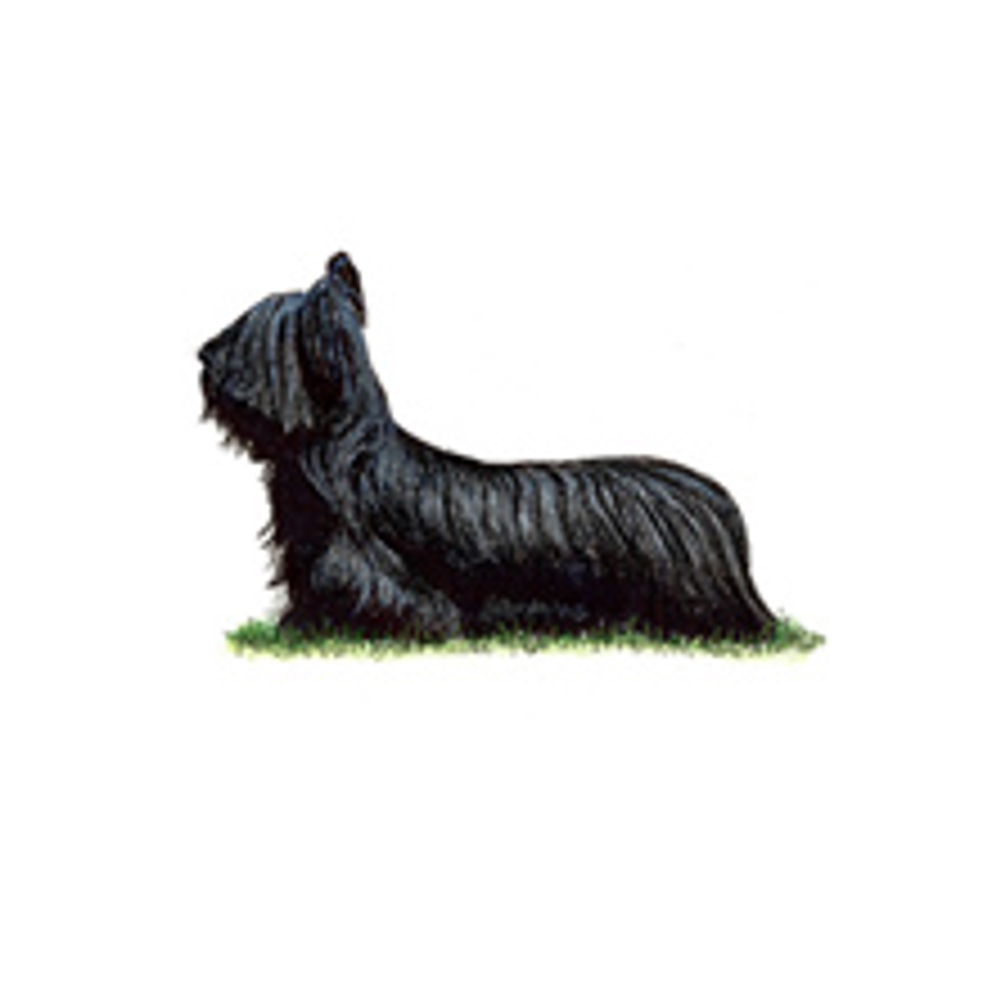 Skye Terrier illustration