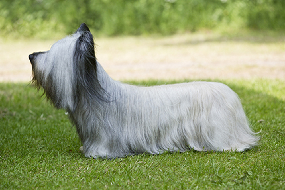 Skye Terrier | Breeds A to Z | The Kennel Club