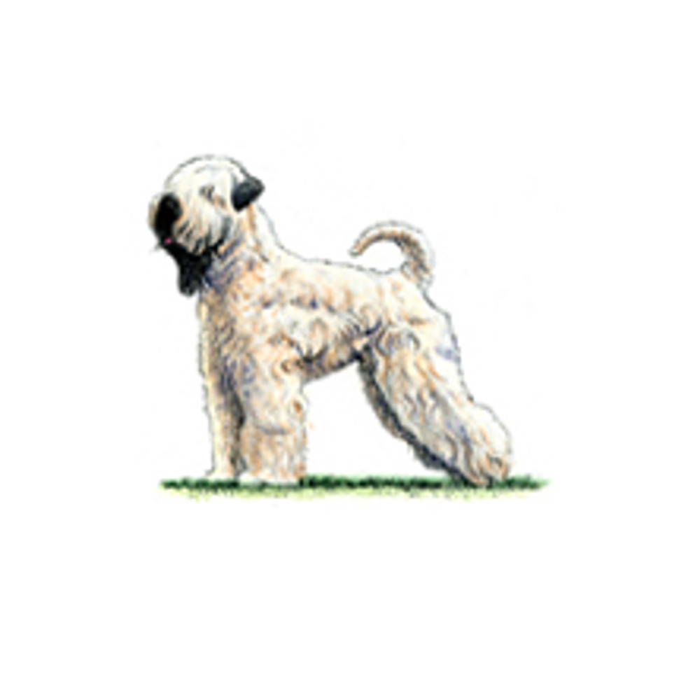 Soft Coated Wheaten Terrier illustration