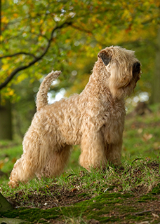 Soft Coated Wheaten Terrier Breeds A To Z Kennel Club