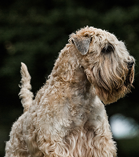 dog breeds S Soft Coated Wheaten Terrier Page 5 | Soft dog breeds S Soft Coated Wheaten Terrier Page 5 | Soft