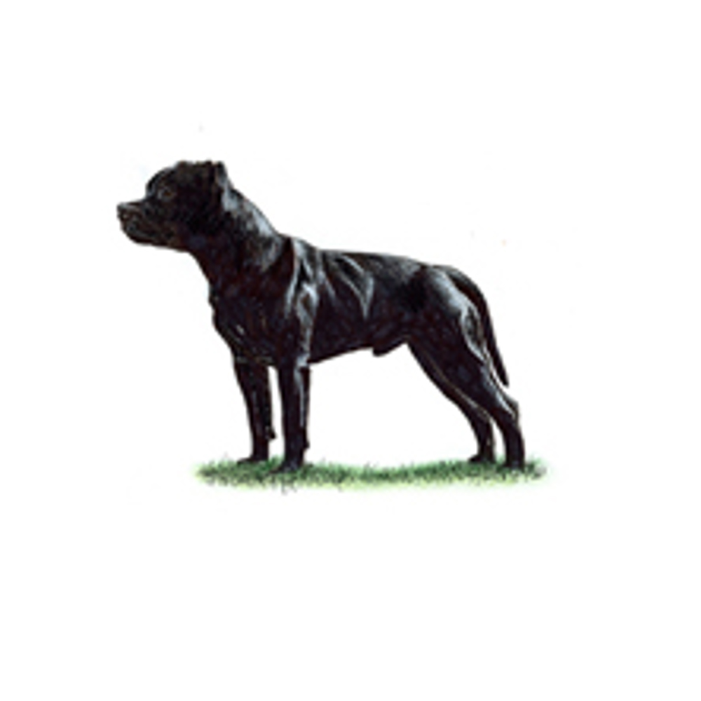 Staffordshire Bull Terrier illustration