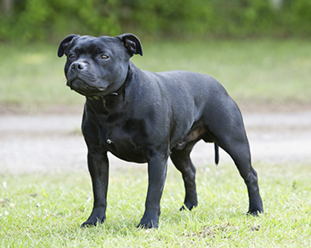 varkensvlees huisvrouw onderhoud Staffordshire Bull Terrier | Breeds A to Z | The Kennel Club