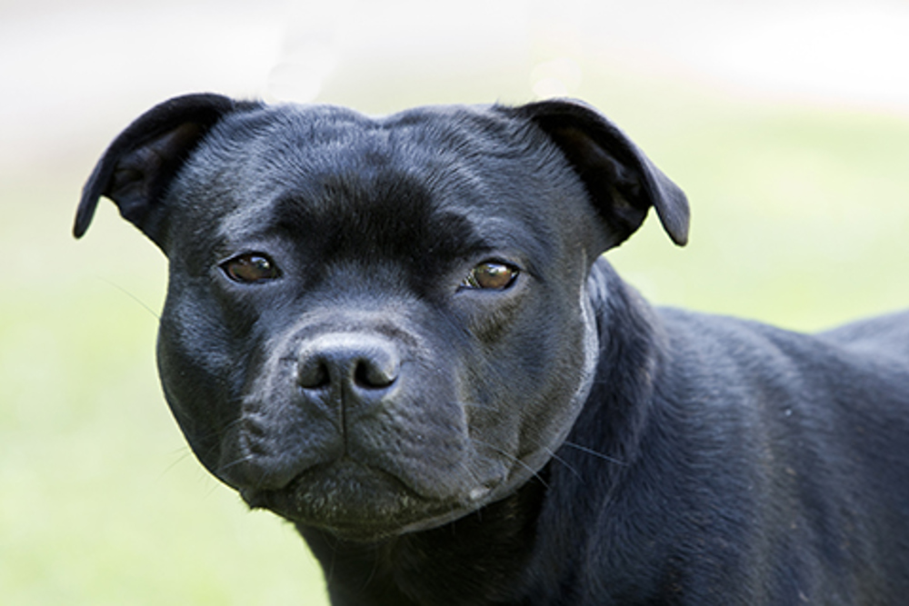 are staffordshire bull terriers intelligent