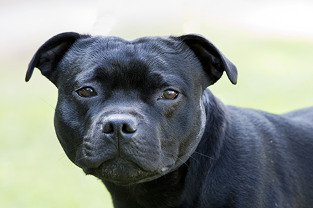 Trouwens leugenaar Trots Staffordshire Bull Terrier | Breeds A to Z | The Kennel Club