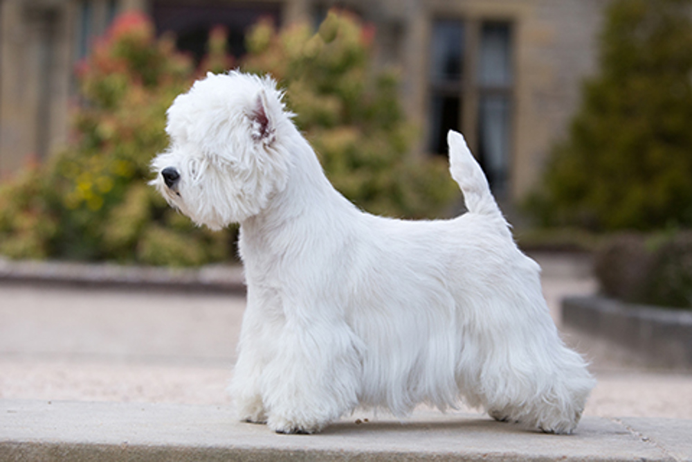 white west highland terrier