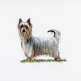 Australian Silky Terrier illustration