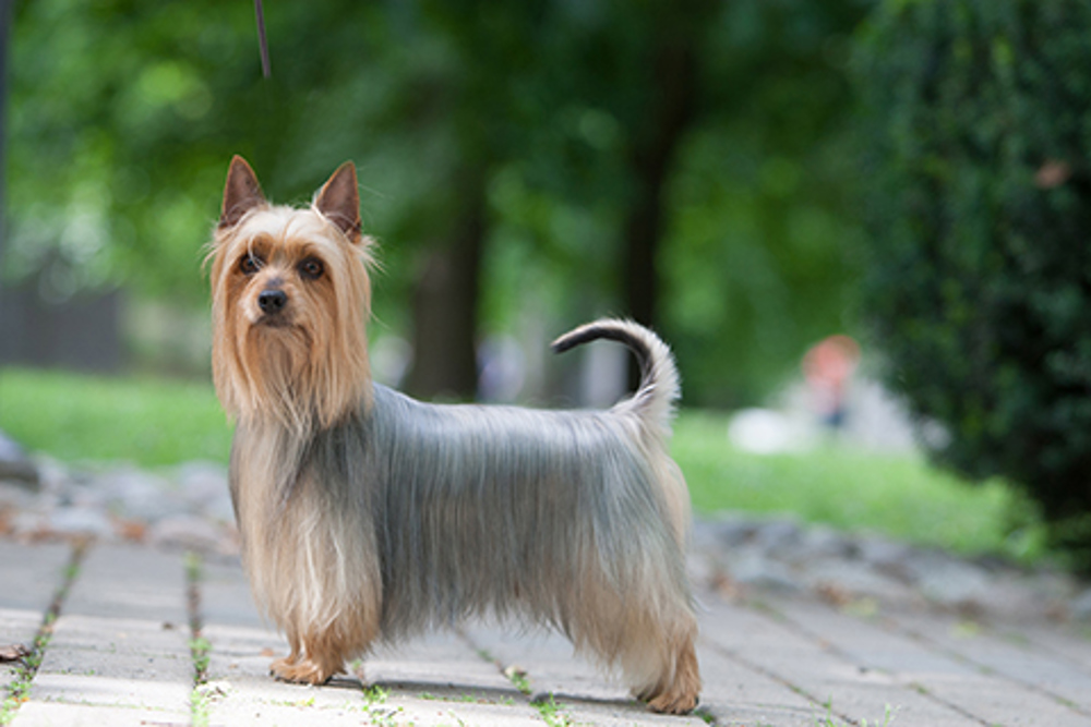 Mansion Afstå fange Australian Silky Terrier | Breeds A to Z | The Kennel Club