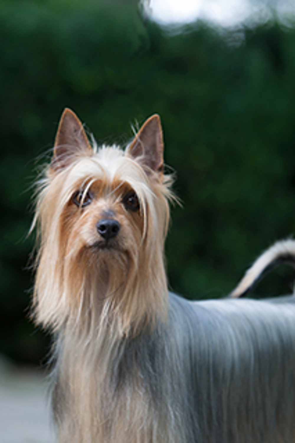 Australian Silky Terrier | Breeds A to Z | The Kennel Club Australian Silky Terrier | Breeds A to Z | The Kennel Club