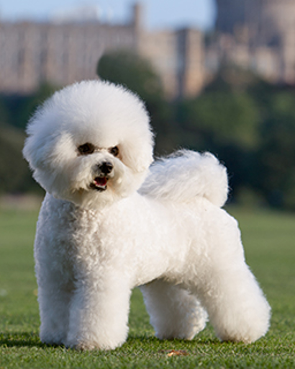 how much is a bichon puppy