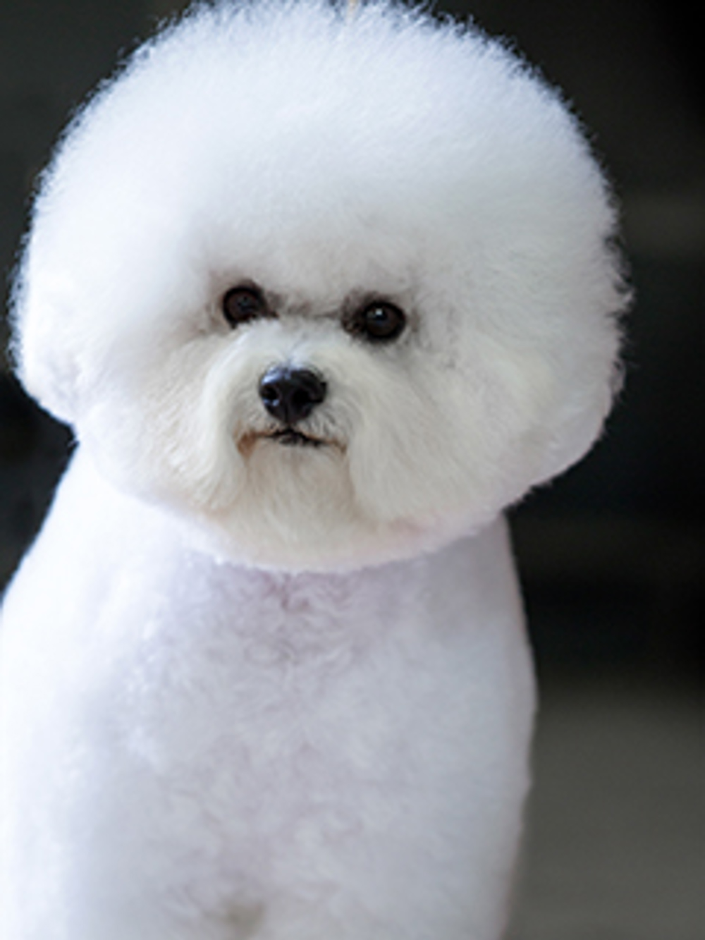 how much is a bichon puppy