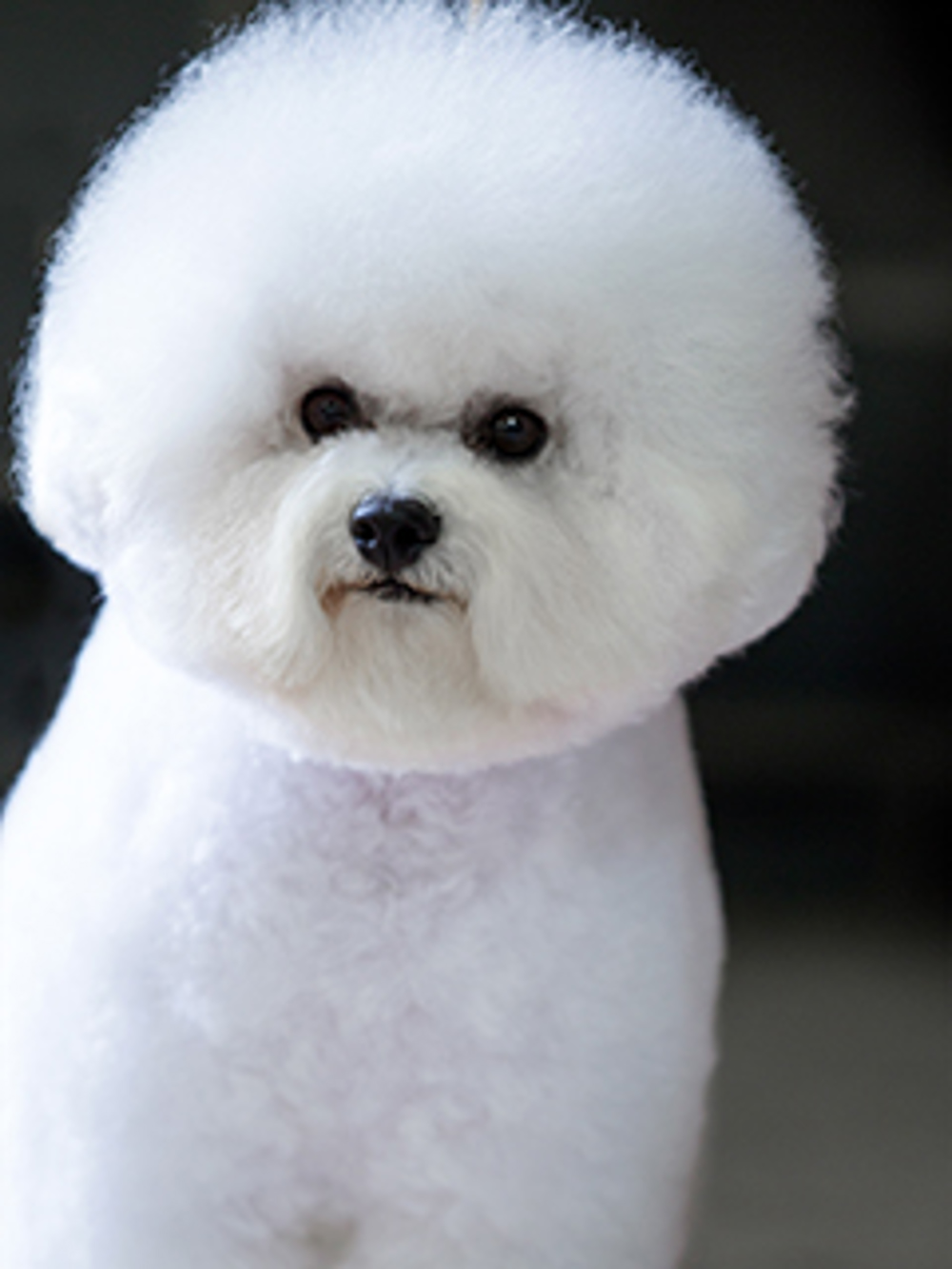 Bichon Frise Breeds A to Z The Kennel Club