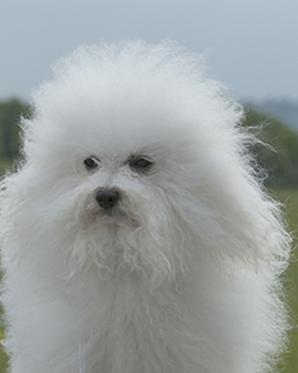 Bolognese Breeds A to Z The Kennel Club