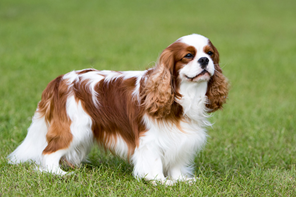 can a cavalier king charles spaniel go in public