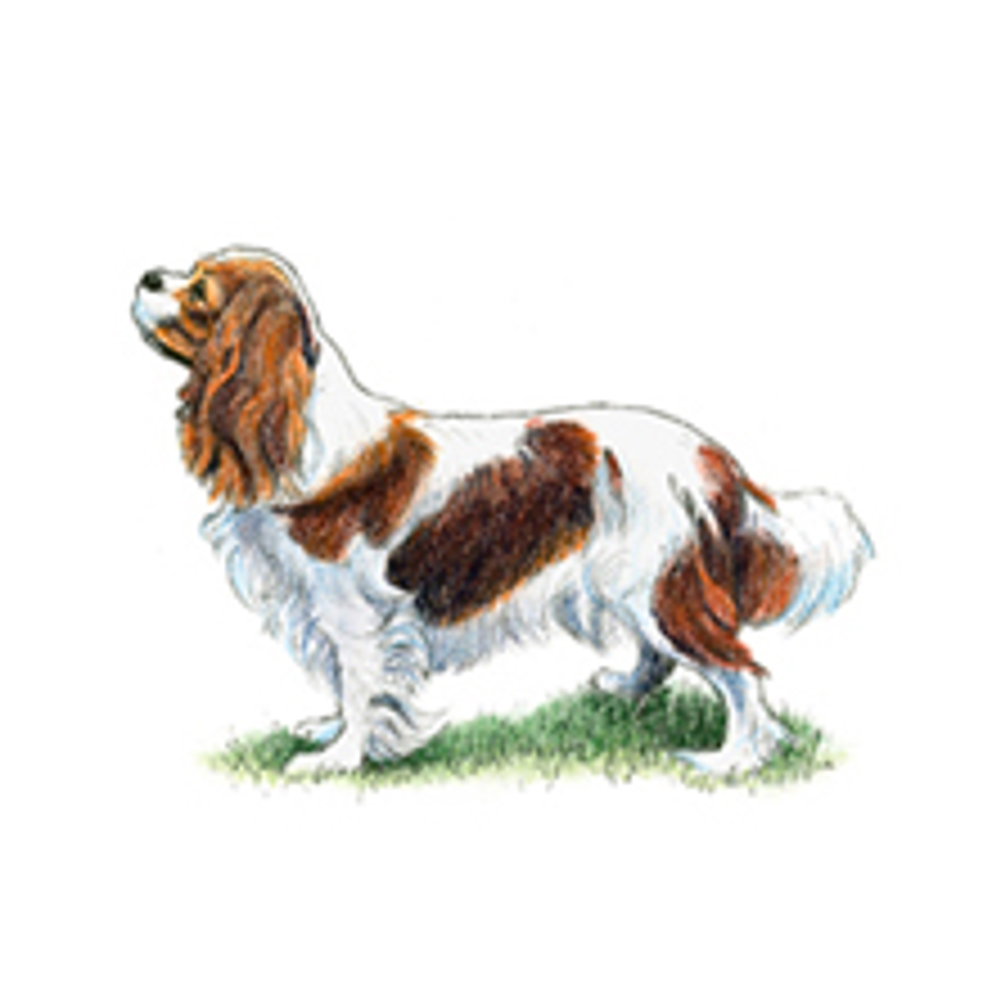 Cavalier King Charles Spaniel Breeds A To Z Kennel Club