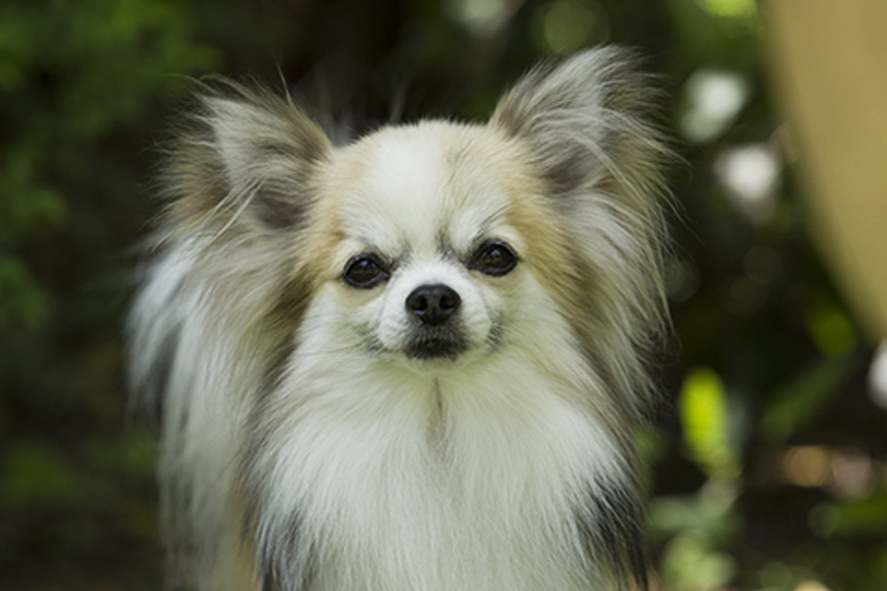 Long-haired blue chihuahua breeders - wide 2