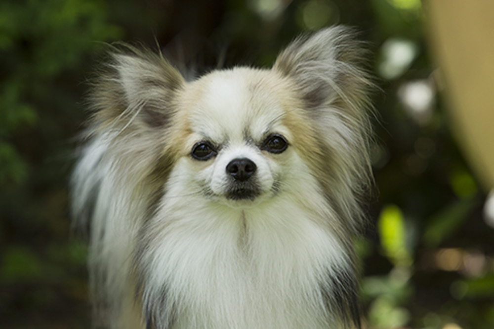 Blue Tri Color Long Hair Chihuahua Puppies for Sale - wide 3