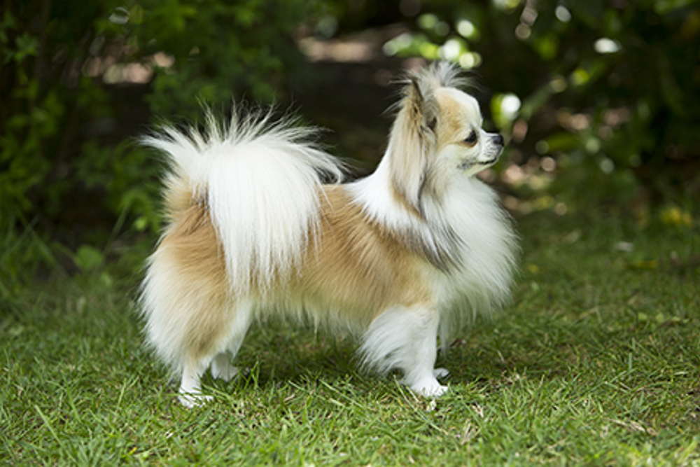Long-haired blue chihuahua temperament - wide 4
