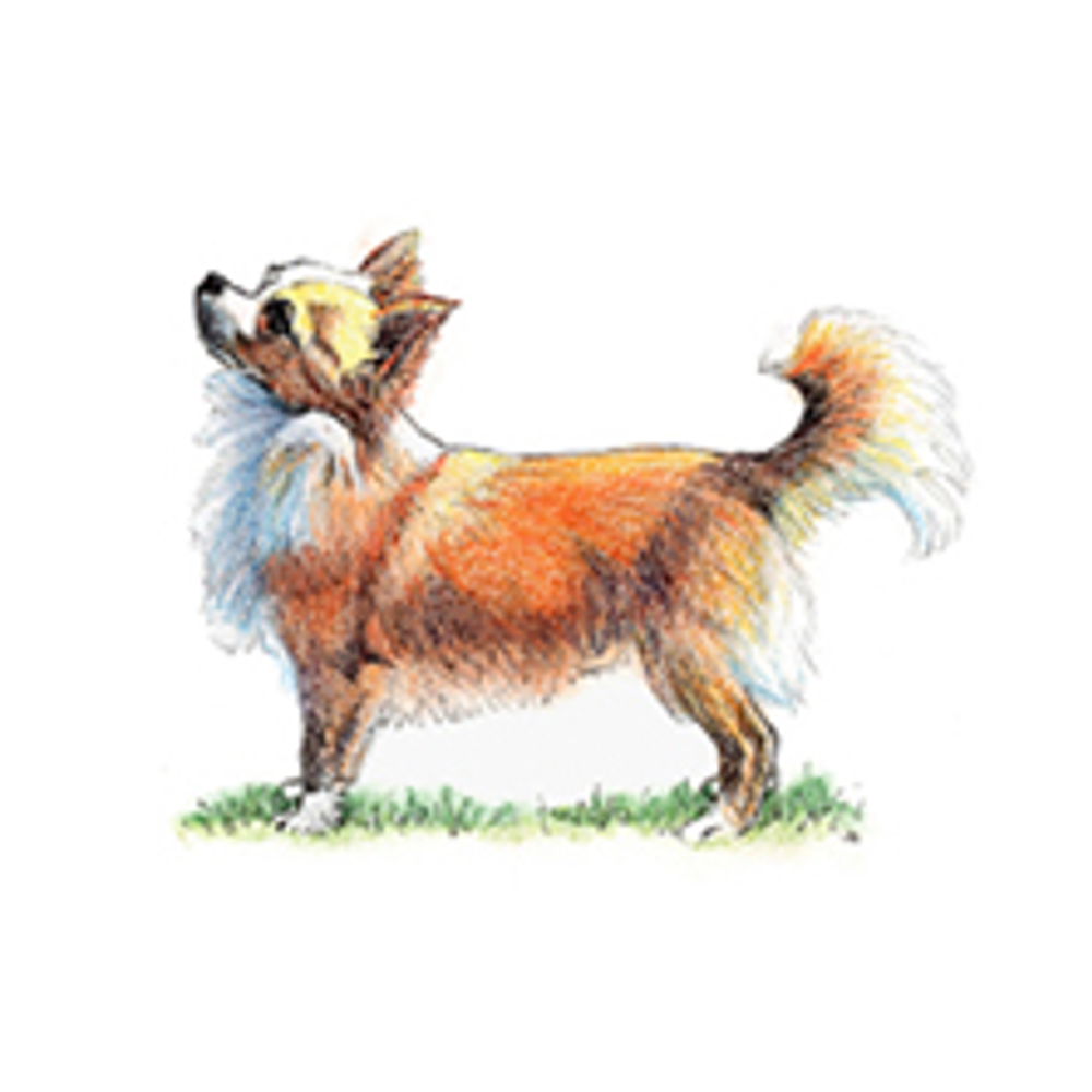 Chihuahua (Long Coat) | Breeds A to Z | The Kennel Club