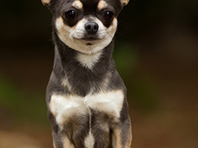 Chihuahua smooth coat headshot
