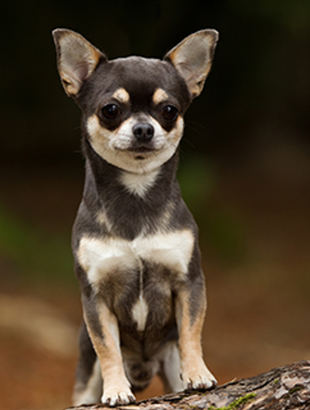 Chihuahua (Smooth Coat) | Breeds A to Z | The Kennel Club