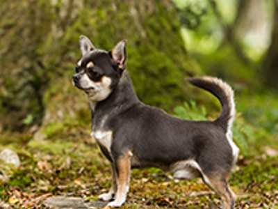 Chihuahua smooth coat standing