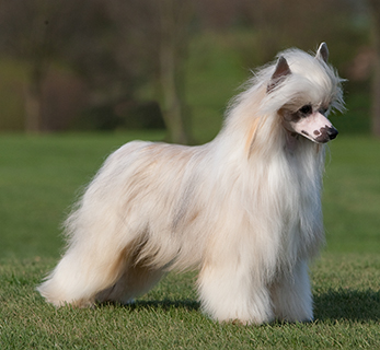 chinese crested full coat