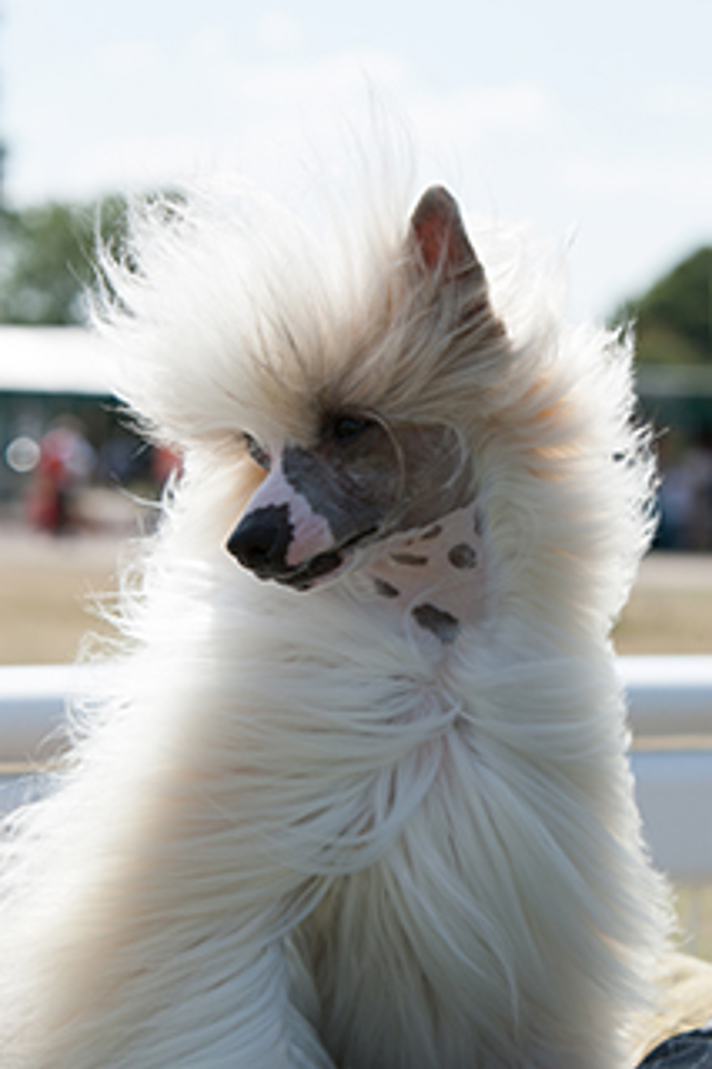 Chinese Crested Breeds A To Z The Kennel Club
