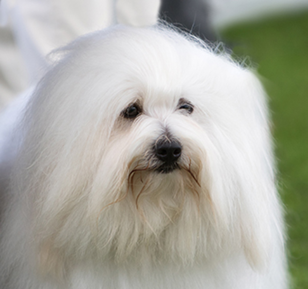 how much do coton de tulear puppies cost