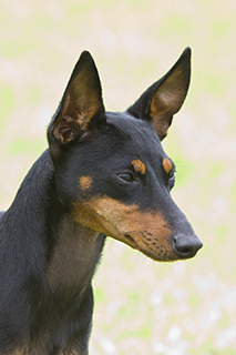 toy terrier