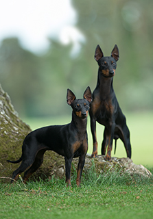 english toy terrier for sale