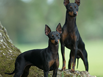 English Toy Terrier standing