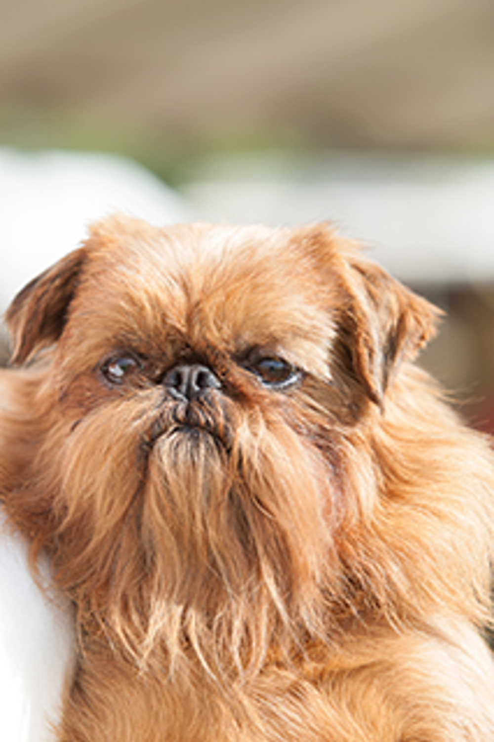 Griffon Bruxellois Breeds A To Z The Kennel Club