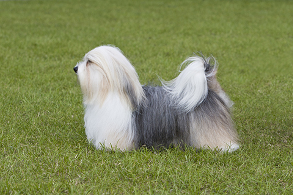 Havanese | Breeds A to Z | The Kennel Club
