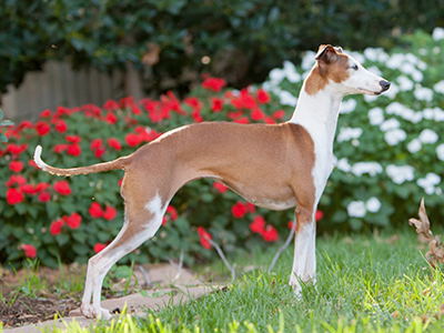 Italian Greyhound standing
