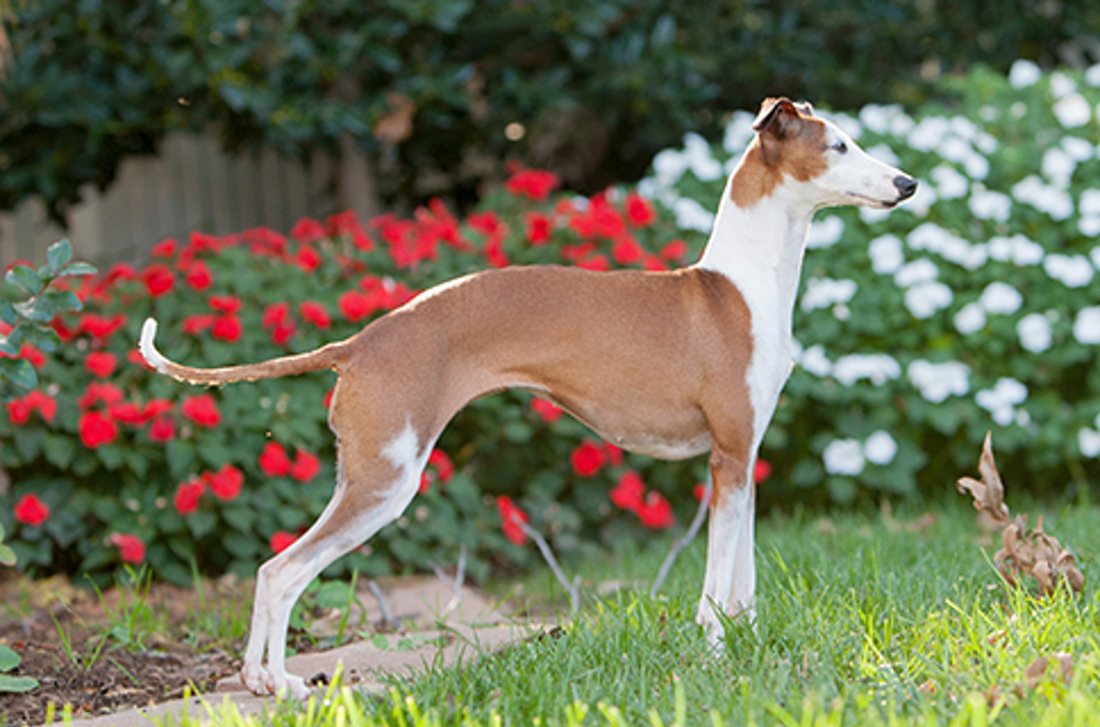 are italian greyhounds good pets