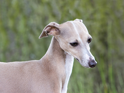 Italian Greyhound headshot