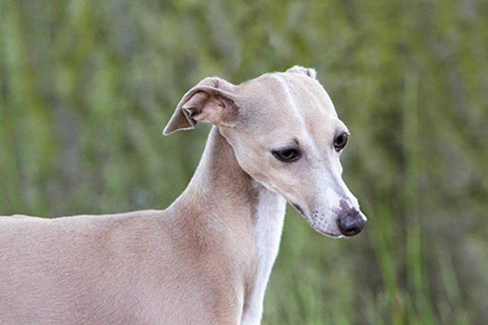 are italian greyhounds good pets