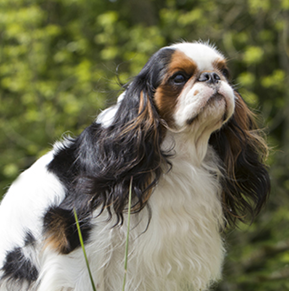 can a cavalier king charles spaniel go in public