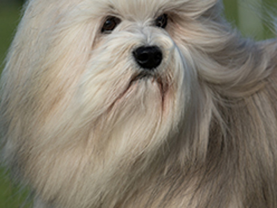Lowchen headshot