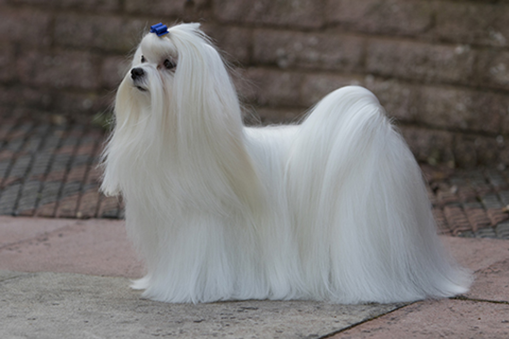 Maltese | Breeds A to Z | The Kennel Club