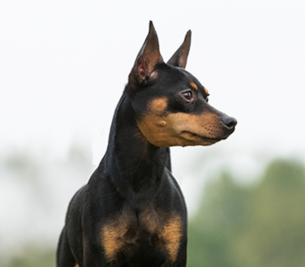 Miniature Pinscher | Breeds A to Z | The Kennel Club