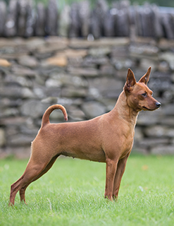 pictures of miniature doberman pinschers