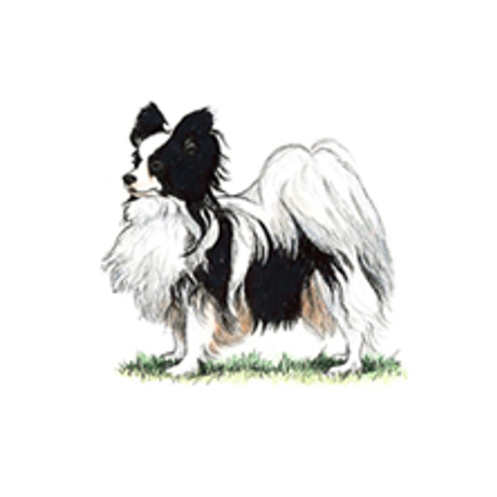 Papillon Breeds A To Z The Kennel Club