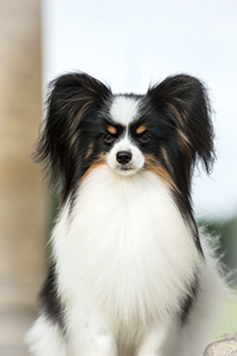 Papillon Breeds A To Z The Kennel Club Papillon Breeds A To Z The Kennel Club
