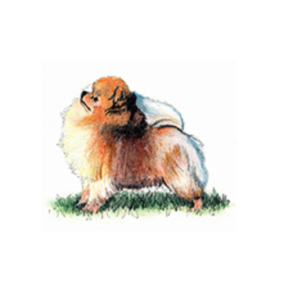 Pomeranian illustration