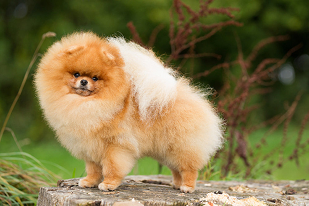 Pomeranian Pomeranian Dog
