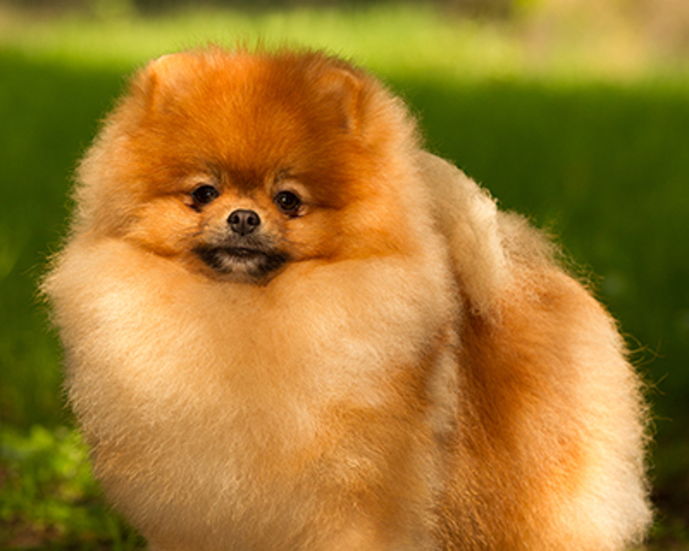 Pomeranian | Breeds A to Z | The Kennel Club