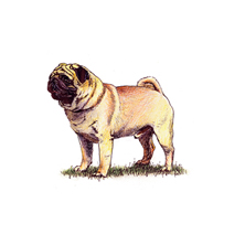 Pug | Breeds A to Z | The Kennel Club