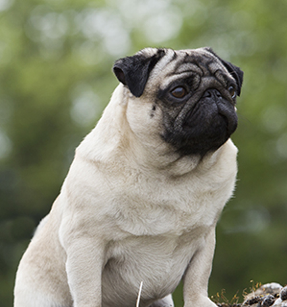 what were pugs used for